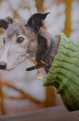 Dogs in Jumpers Book by Debbie Humphreys
