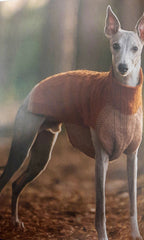 Dogs in Jumpers Book by Debbie Humphreys