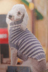 Dogs in Jumpers Book by Debbie Humphreys